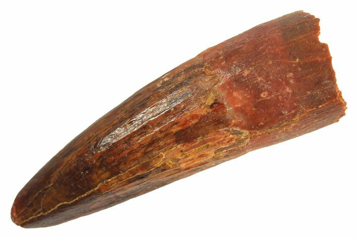 Juvenile Fossil Spinosaurus Tooth - Real Dinosaur Tooth #296922